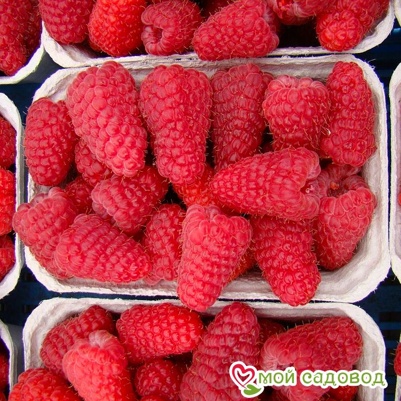 Малина высокоурожайный сорт Сказка