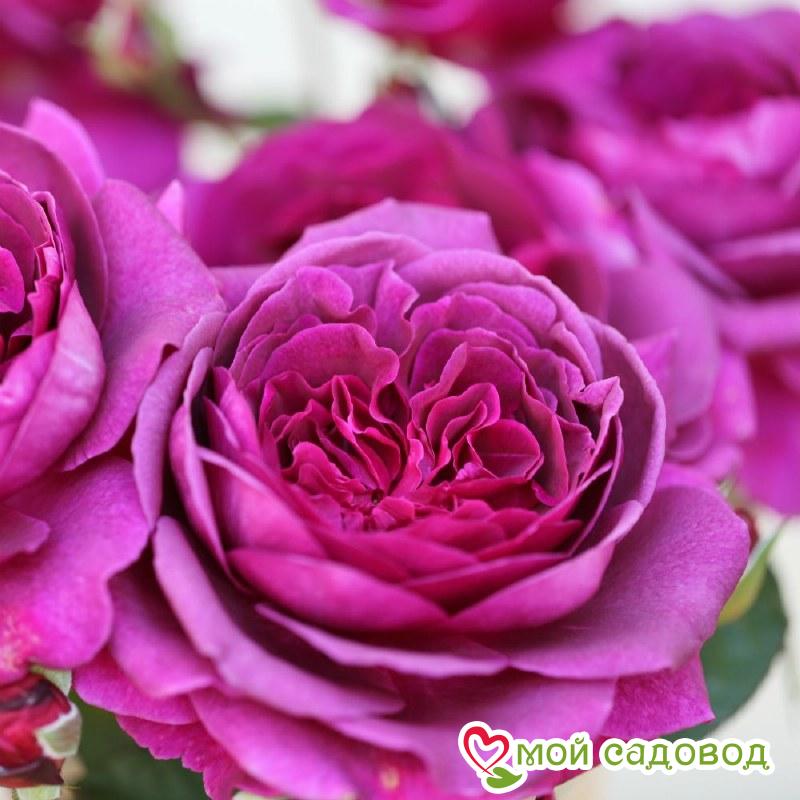 Роза Биг Перпл