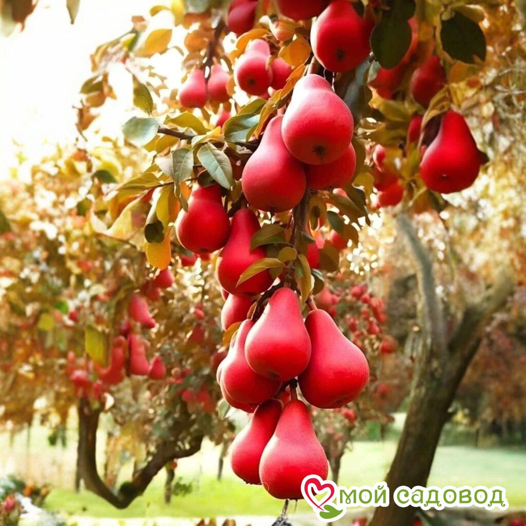 Груша Фриссбери